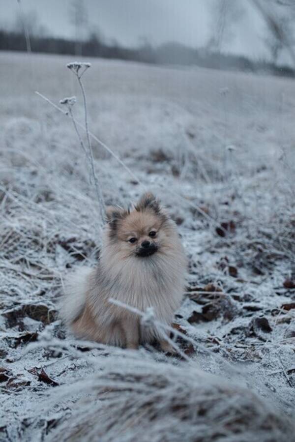 Hund - Pomeranian Kenzo