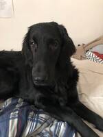 Min lilla flatte valp Blissie! Min lilla flatte valp Blissie!