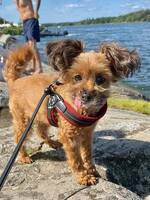 Orkidé Uljana Orkidé Uljana