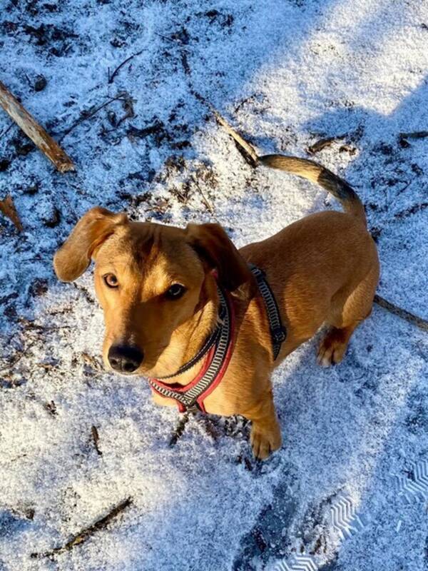 Hund - Dachs/ Jack Russel, Otto