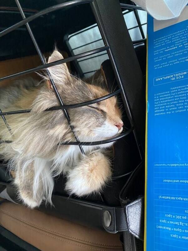 Katt - Blanding langhåret Katt - Blanding langhåret