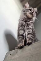 Sibiriska katten Frasse Sibiriska katten Frasse