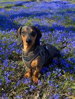 Taxen Frank Taxen Frank