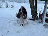 Springer spanieln Tusse