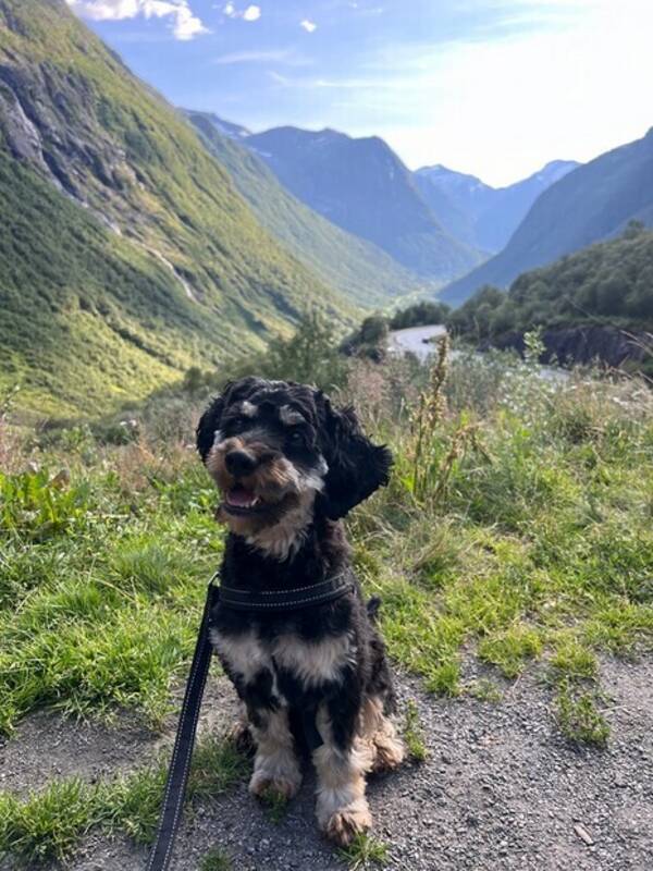 Hund - Cavapoo