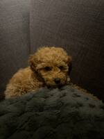 Luna, Maltipoo Luna, Maltipoo