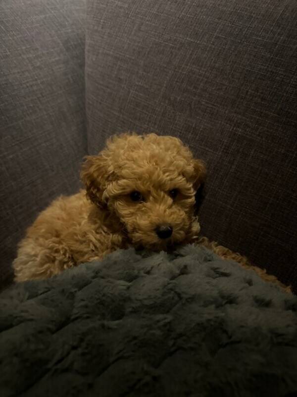 Hund - Luna, Maltipoo Hund - Luna, Maltipoo