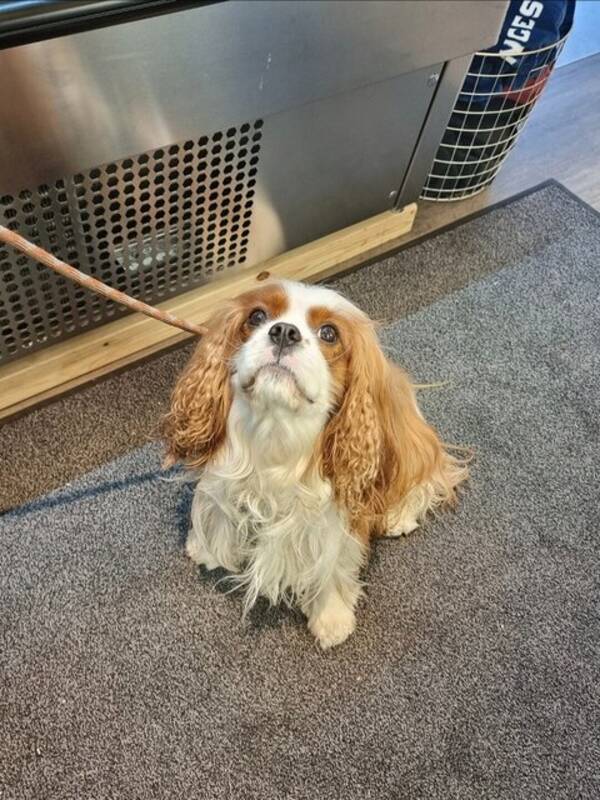 Hund - King Charles Cavalier, Lurvas