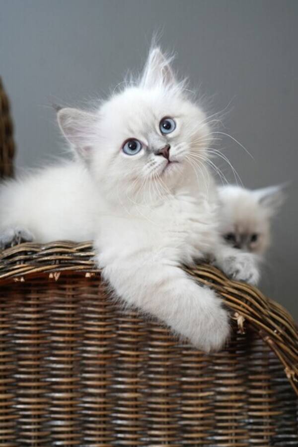 Katt - Neva Masquerade/Devon Rex Venus Katt - Neva Masquerade/Devon Rex Venus