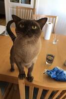 Burman Juni Burman Juni