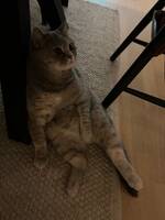 Katten Julia men även kallad ?Kacka? Katten Julia men även kallad ?Kacka?