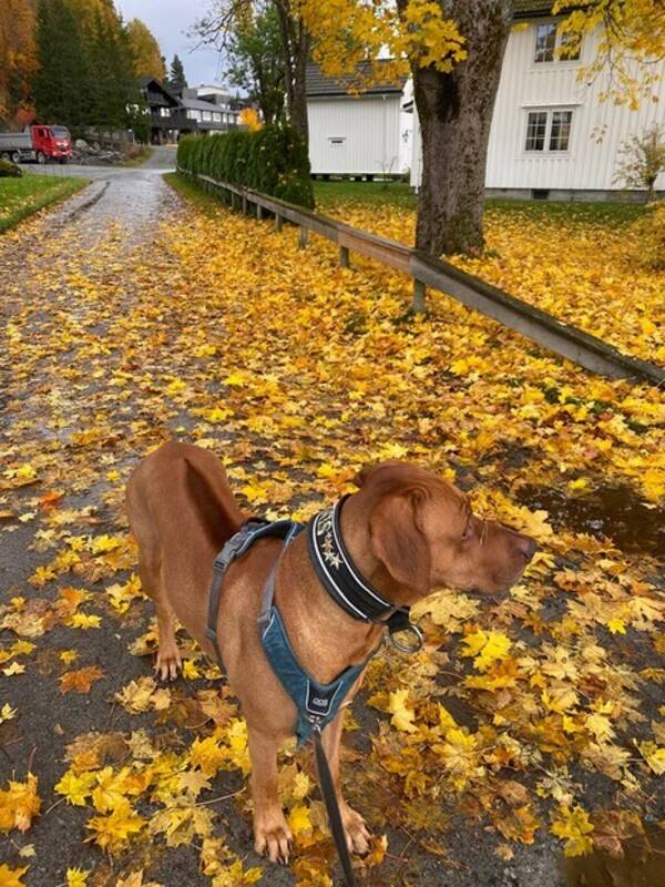 Hund - Løvehunden Simba Hund - Løvehunden Simba
