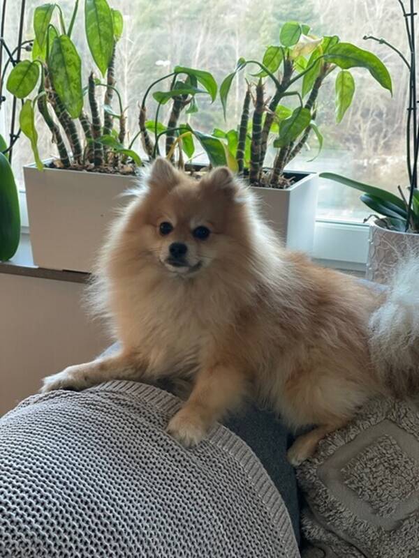 Hund - Pomerans Mns