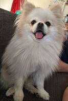 Pomeranian Mika Pomeranian Mika