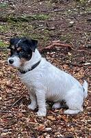 Jack Russel, Chaplin