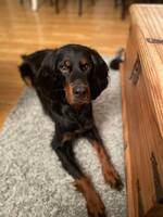 Gordon setter Gordon setter