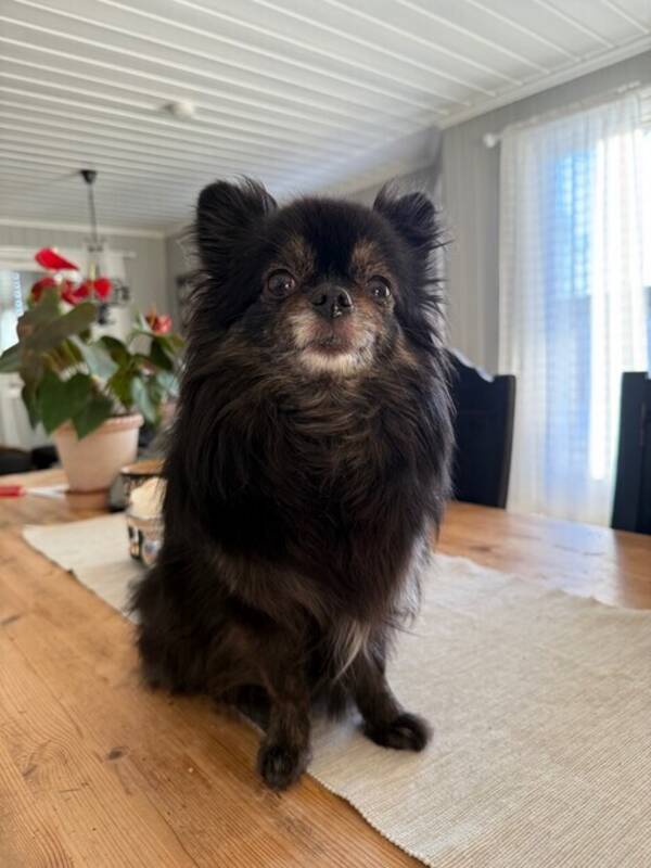 Hund - Chihuahua, Fluffy