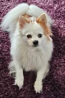 Pomeranian Pomeranian