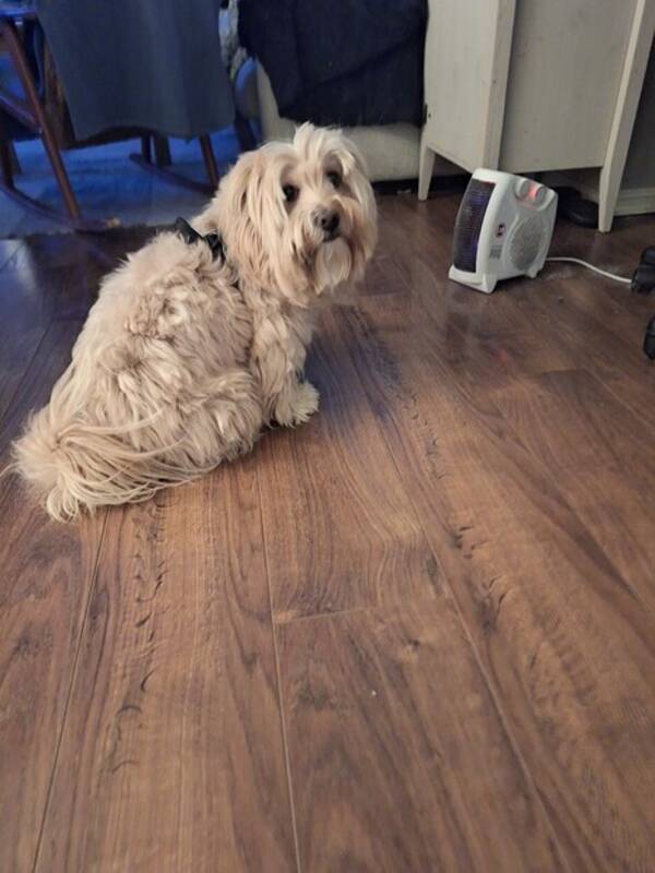 Hund - Havannes  Hund - Havannes