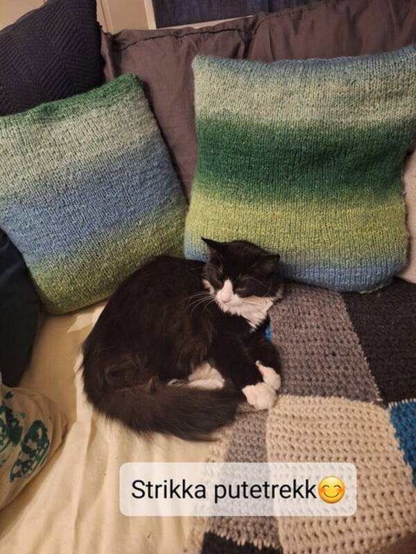 Hund - Havannes  Hund - Havannes