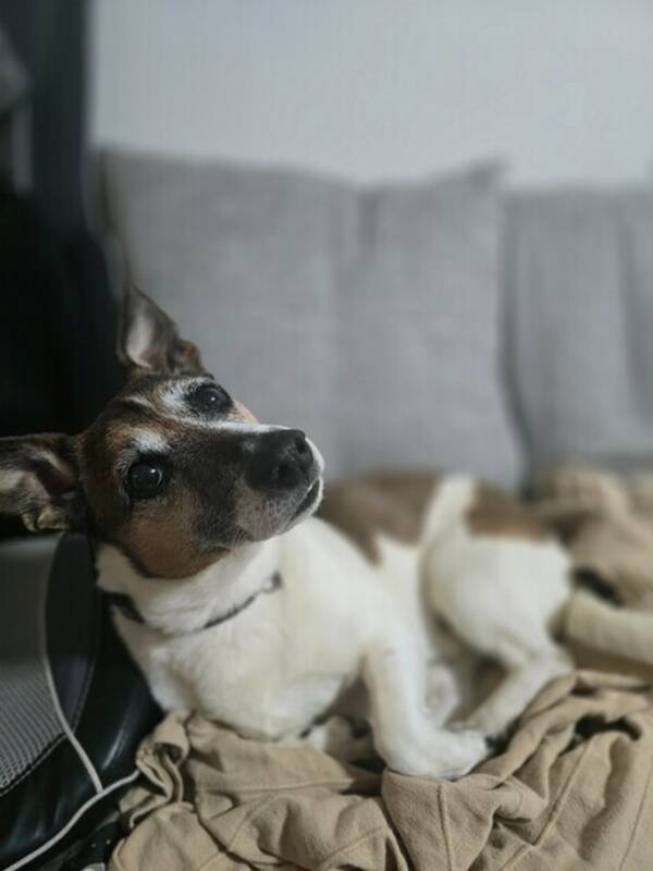 Hund - Jack Russell Nick