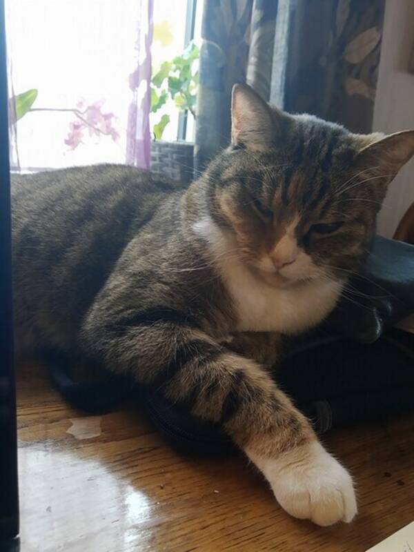 Katt - Katt Meryshell Katt - Katt Meryshell