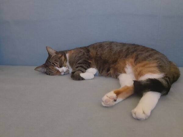 Katt - Katt Meryshell Katt - Katt Meryshell