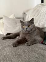 Brittisk korthår Mila Brittisk korthår Mila