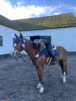 Ponnyn Prince Ponnyn Prince