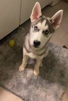 Siberian husky ?Case Siberian husky ?Case