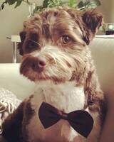 Håkan Havanais Håkan Havanais