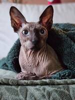 Sphynx cat