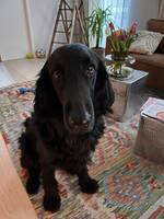 Flatcoatedretrievern Roxie Flatcoatedretrievern Roxie