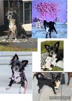 Hittehunden Canela Hittehunden Canela