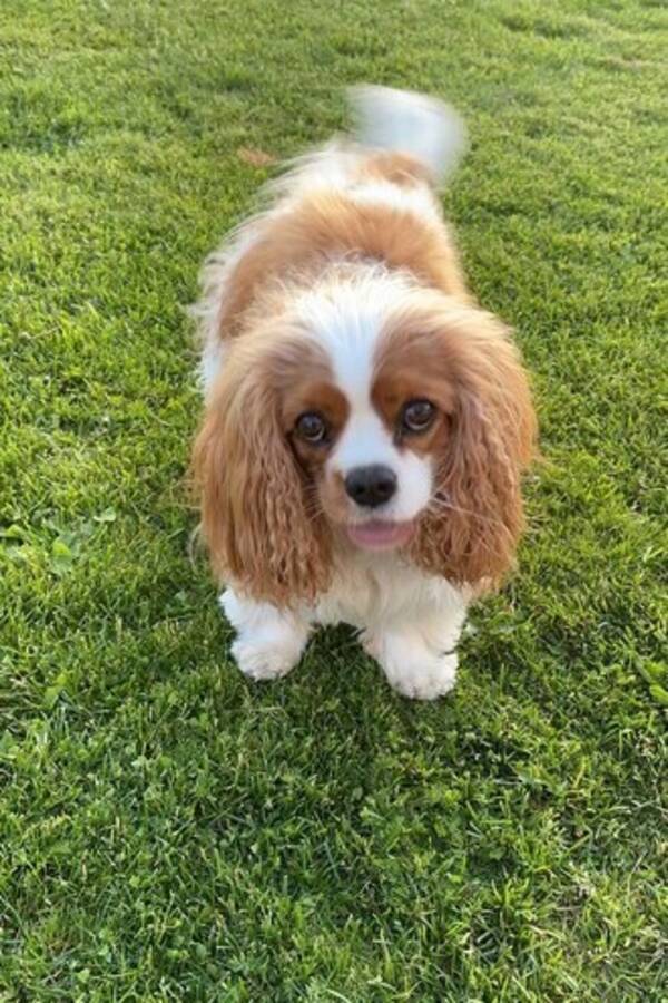 Hund - Cavalier king charles spaniel Hund - Cavalier king charles spaniel