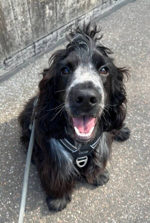 Hund - Cockerspanieln Aster