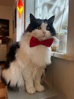 Semilånghårig katt Semilånghårig katt