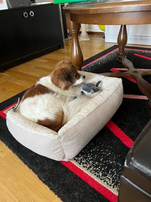 Hund - Snlla sta Theo!