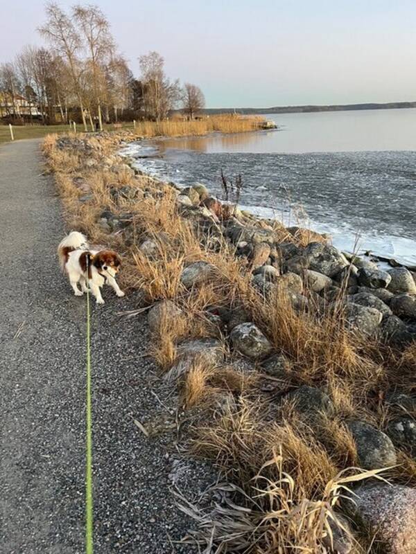Hund - Snlla sta Theo!