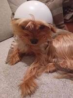 Yorkshire terrier  Yorkshire terrier