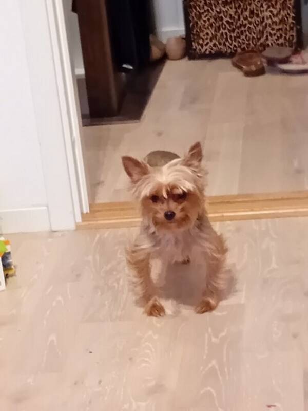 Hund - Yorkshire terrier 