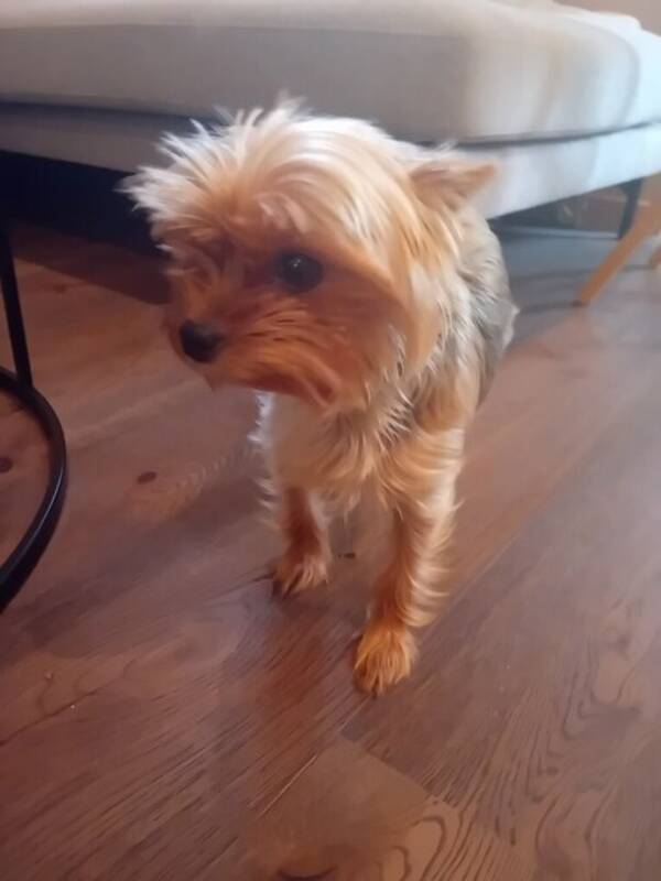 Hund - Yorkshire terrier  Hund - Yorkshire terrier