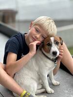 Gus - Jack Russel Terrier Gus - Jack Russel Terrier