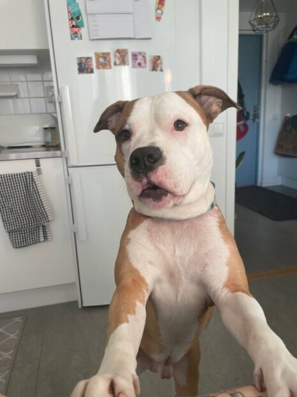 Hund - Marvel Amstaff