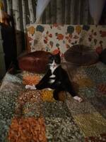 Peter-Bartok, 4 år Peter-Bartok, 4 år