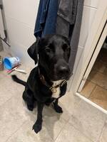 Labrador loke Labrador loke