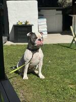 Olde English Bulldog iris Olde English Bulldog iris