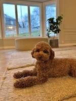 Toy puddle Toy puddle