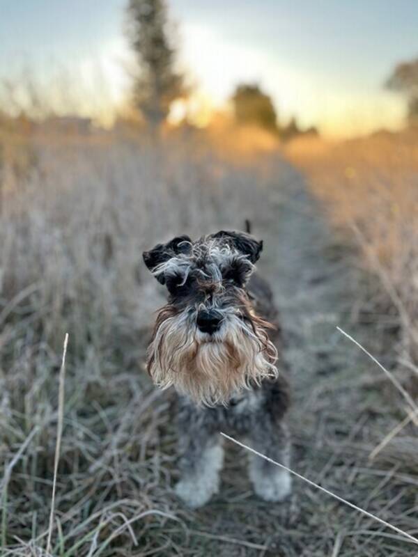 Hund - Dvrgschnauzern Luna