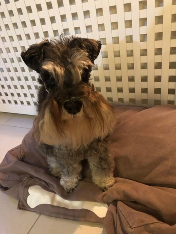 Hund - Dvrgschnauzern Luna